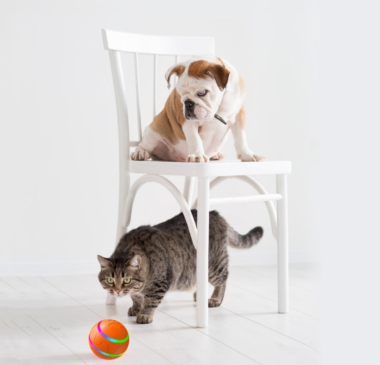 PawSpin